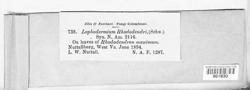 Lophomerum image